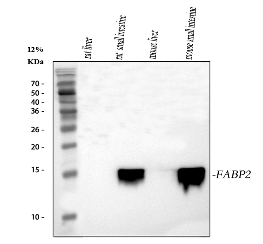 Rat and Mouse tissues